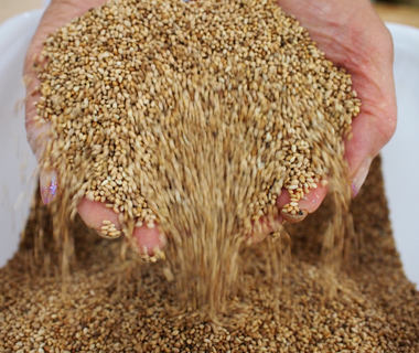 すりたてのおいしさと香り